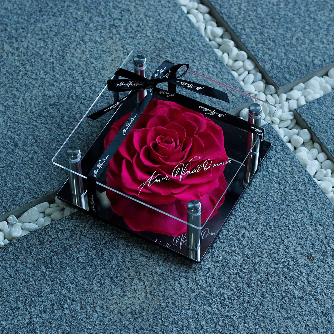 Forever Romance Rose — Acrylic Column Display Box - Aura Petal