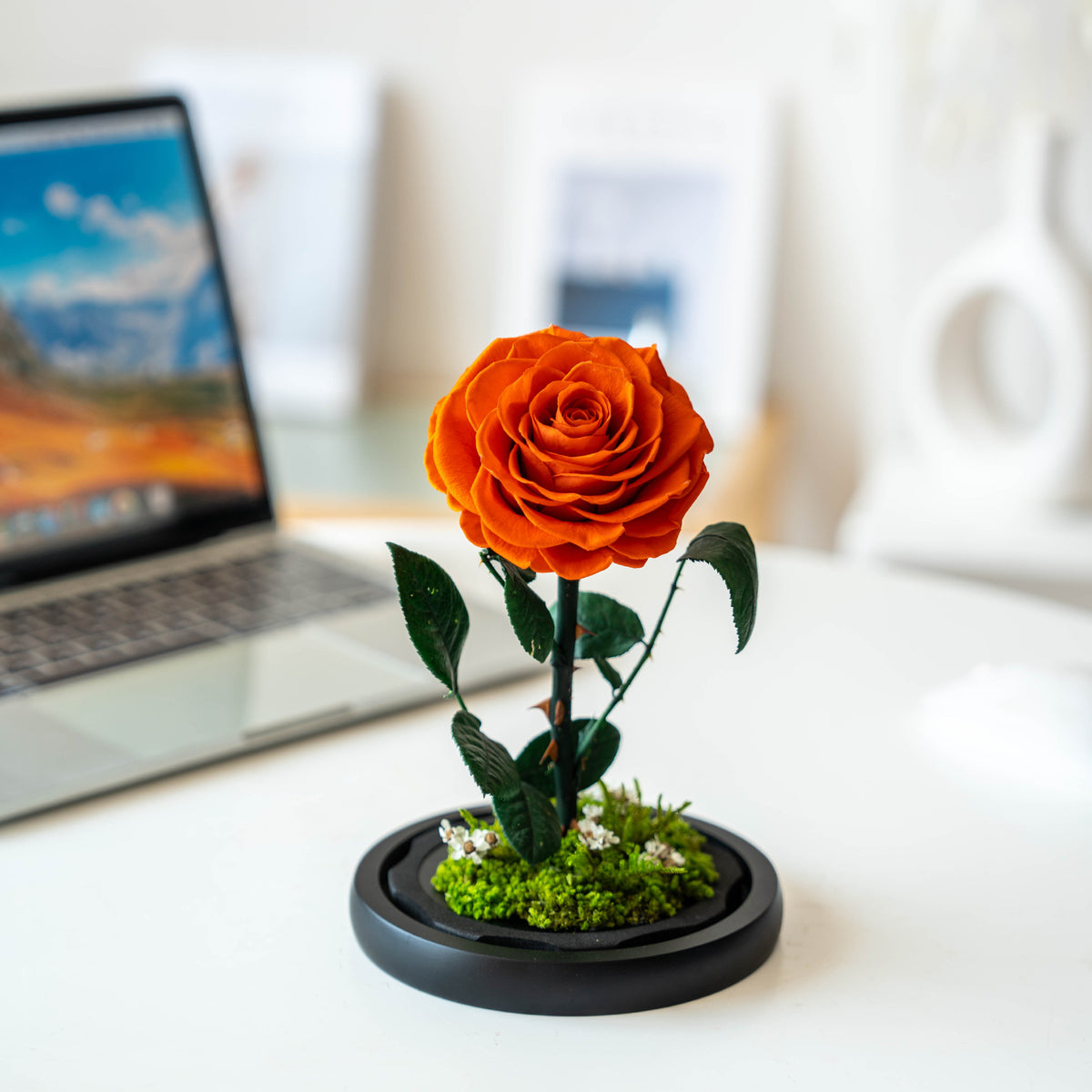 A Rose That Lives Forever ——Glass Dome with Moss Base - Aura Petal