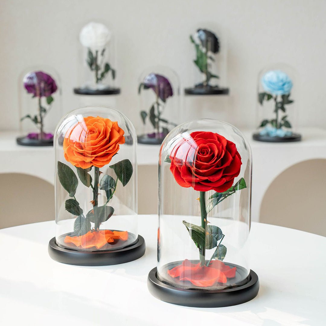 Classic Glass Dome Roses - Aura Petal