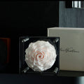 Forever Romance Rose — Acrylic Column Display Box - Aura Petal