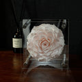 Forever Romance Rose — Acrylic Column Display Box - Aura Petal