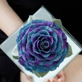Starlight Mirror Large Rose Promise—Acrylic Display Box - Aura Petal