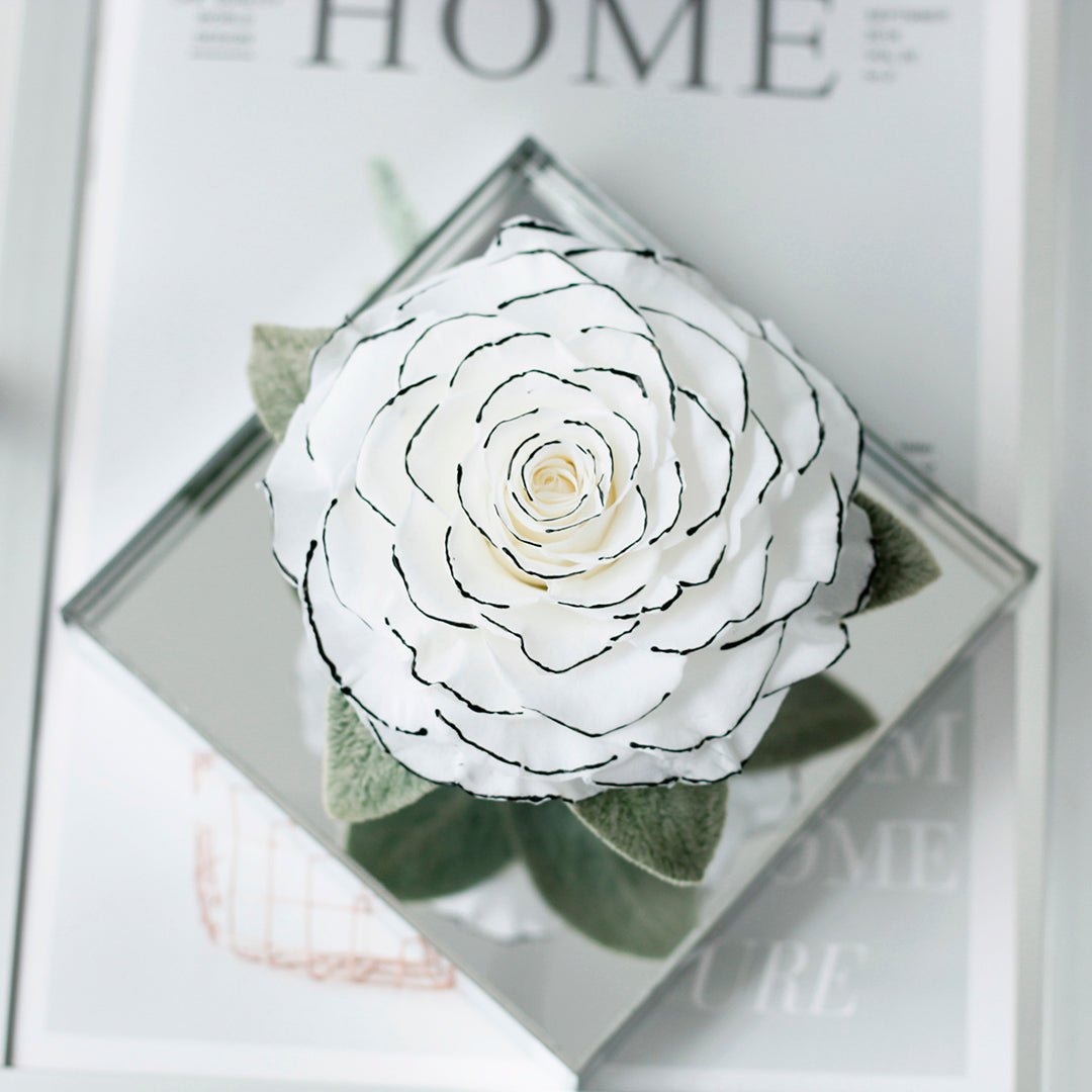 Starlight Mirror Large Rose Promise—Acrylic Display Box - Aura Petal