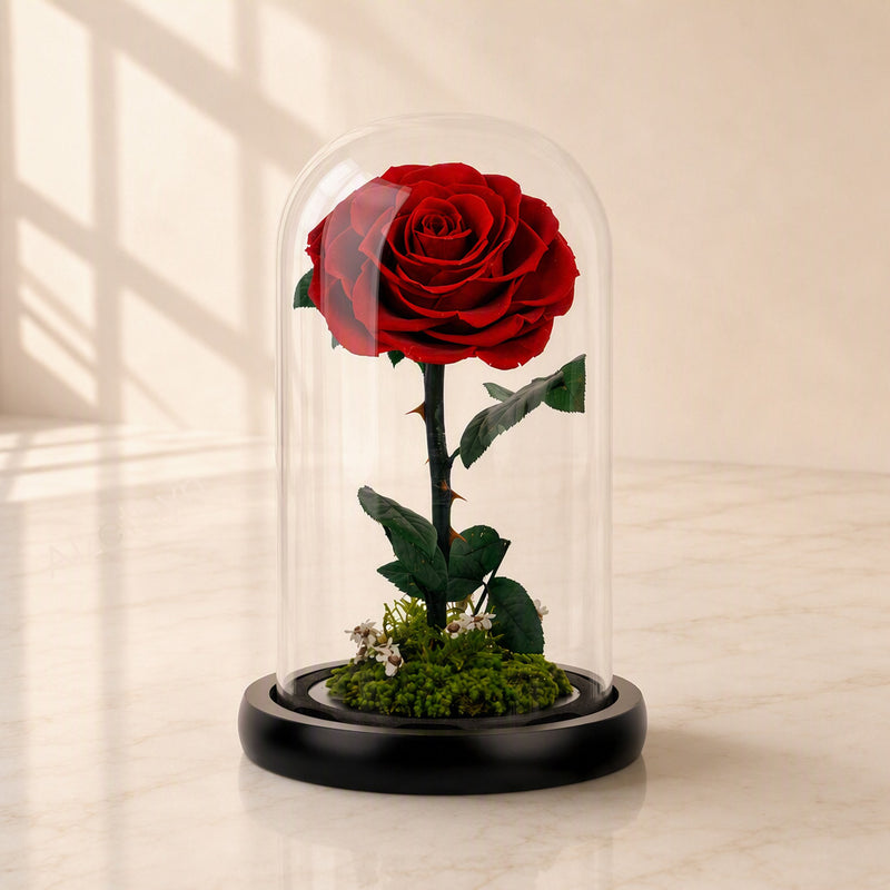 A Rose That Lives Forever in a Glass Dome with Moss Base