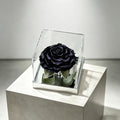 Starlight Mirror Large Rose Promise—Acrylic Display Box - Aura Petal