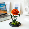 A Rose That Lives Forever ——Glass Dome with Moss Base - Aura Petal